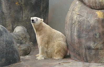 Polar Bear Tulsa Zoo Tulsa, OK