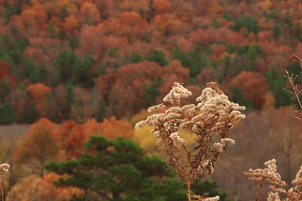 Stringtown, Oklahoma
