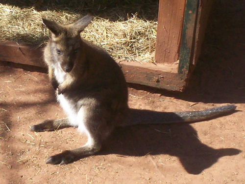 Baby Animal at Little River Zoo
